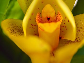 Close-up of yellow lily blooming outdoors