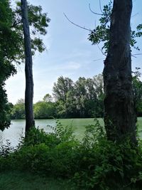 Trees by lake against sky