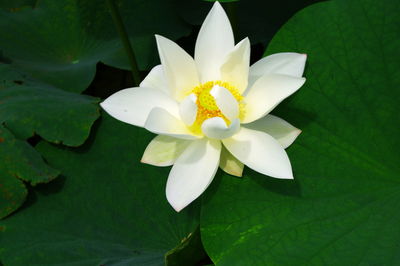 Close-up of white flower blooming in water