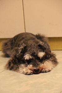 Close-up of dog sleeping