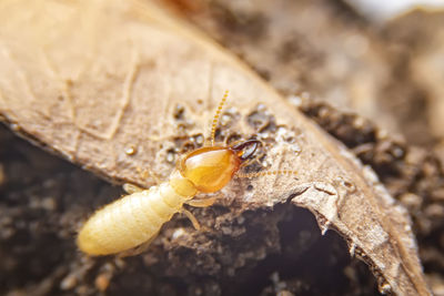 Close-up of insect on rock