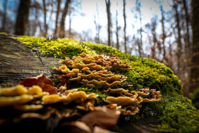 Close-up of mushrooms growing on tree trunk