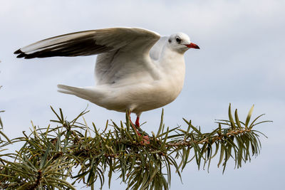 Close-up of seagull perching on plant against sky