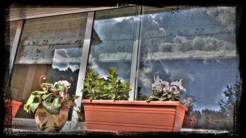 Potted plants by window