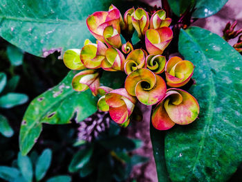 Close-up of flowering plant