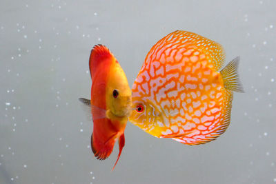Close-up of fish swimming in tank