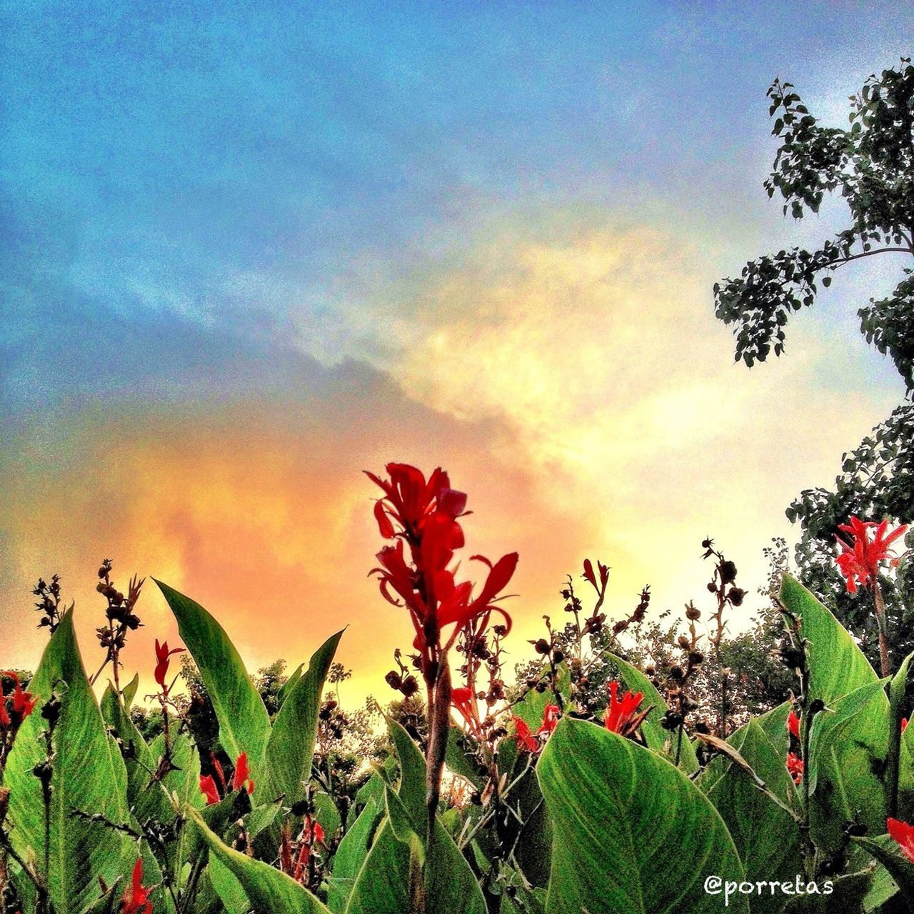 sky, sunset, growth, red, leaf, beauty in nature, orange color, nature, tree, cloud - sky, plant, tranquility, scenics, low angle view, cloud, field, green color, outdoors, tranquil scene, no people