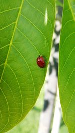 Close-up of insect on leaf