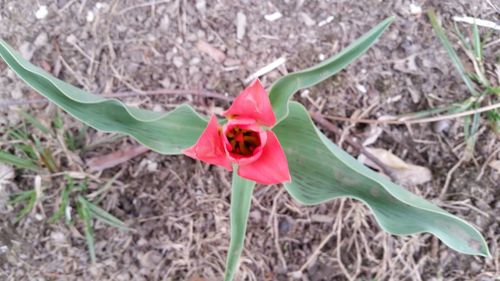 Close-up of pink flower blooming outdoors