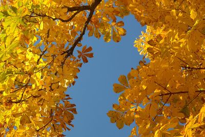 Low angle view of maple tree