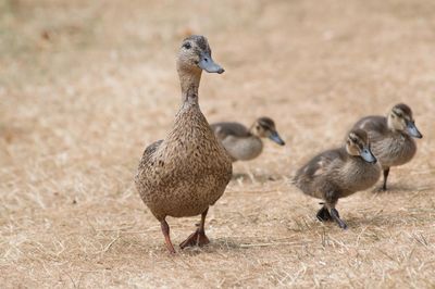 Ducks on a field