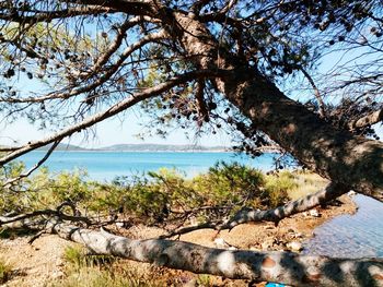 Trees by sea against clear sky