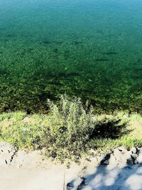 High angle view of plants on land