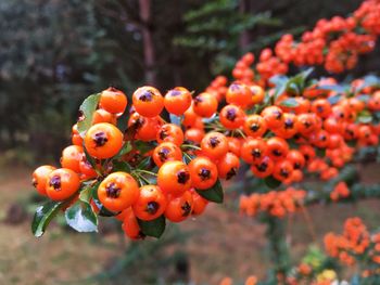 Rowanberries growing on tree