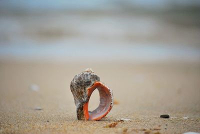 Close-up of seashell on the beach