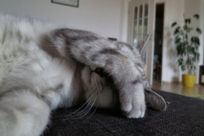 Close-up of cat sleeping at home