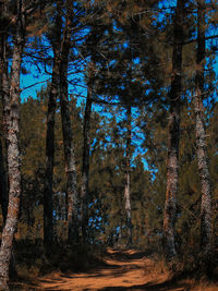 Trees in forest against blue sky