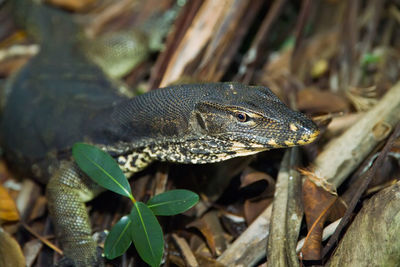 Close-up of a lizard