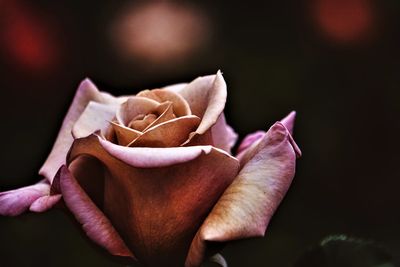 Close-up of wilted rose