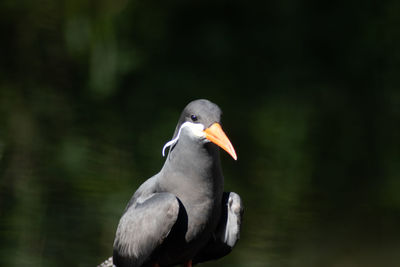 Close-up of bird