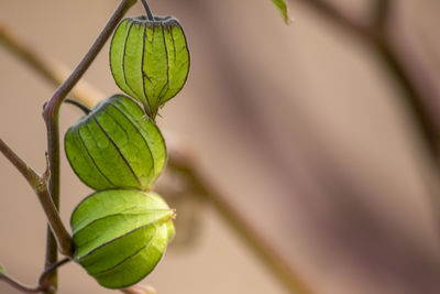 Close-up of plant growing outdoors