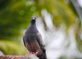 Low angle view of pigeon perching on a branch