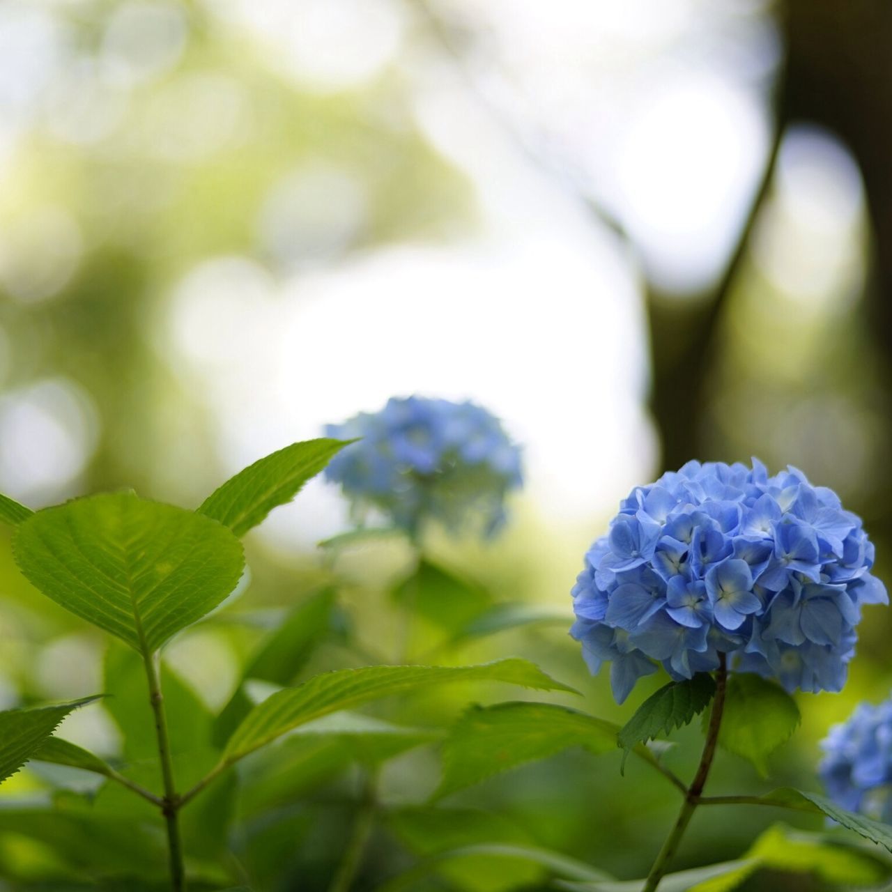 focus on foreground, growth, close-up, freshness, fragility, flower, leaf, plant, beauty in nature, nature, green color, selective focus, purple, day, stem, outdoors, park - man made space, petal, no people, bud