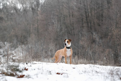 Dog standing on snow covered land