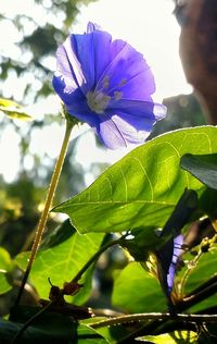 Close-up of purple flowers against blue sky