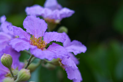 Close-up of purple flowering plant