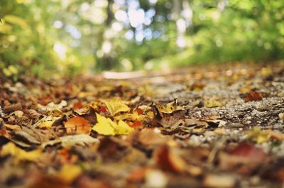 Close-up of dry leaves on ground