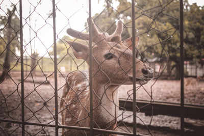 View of deer through fence at zoo