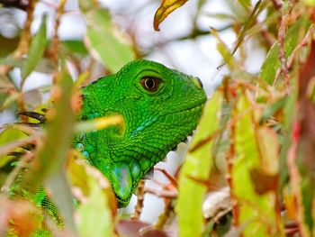 Close-up of green lizard