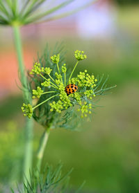 Close-up of insect on flower