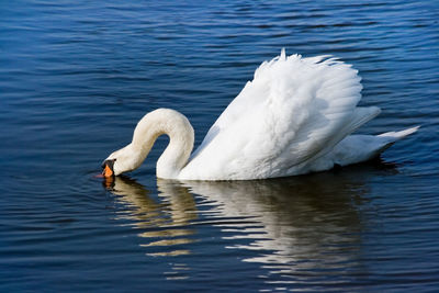 Swans swimming in lake