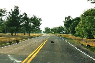 Road along trees