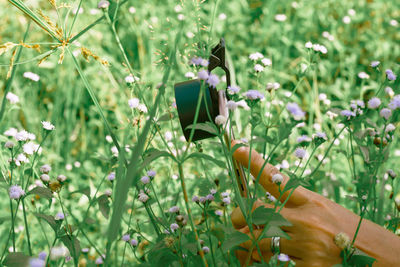 Cropped hand holding flowers