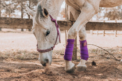 Full length of a horse in the field