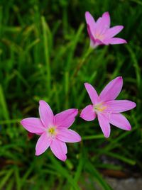 Close-up of purple flowers blooming outdoors