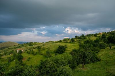 Trees on field against sky