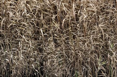 Full frame shot of wheat field