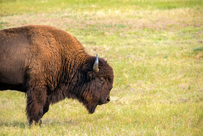 American bison on field