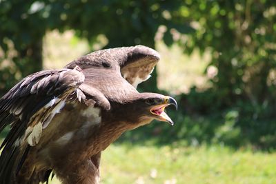 Close-up of eagle