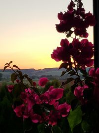 Close-up of pink flowering plants against sky during sunset