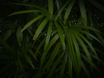 Full frame shot of wet plants at night