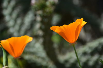 Close-up of orange flower