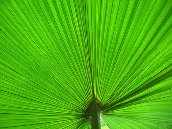 Extreme close up of leaf