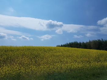 Scenic view of field against sky