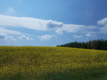 Scenic view of field against sky