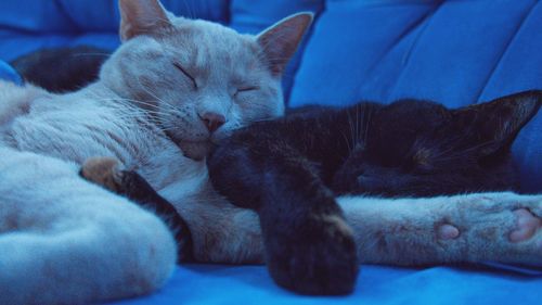 Close-up of cat sleeping on bed